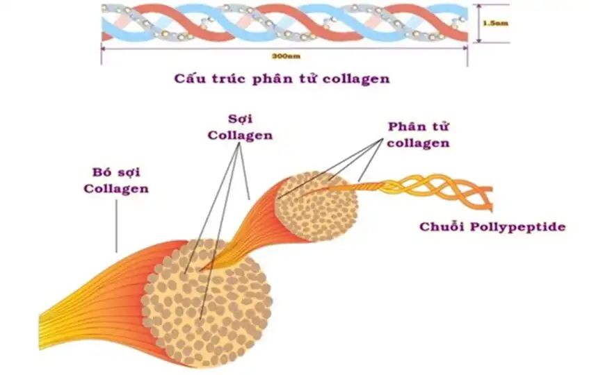 collagen-peptide
