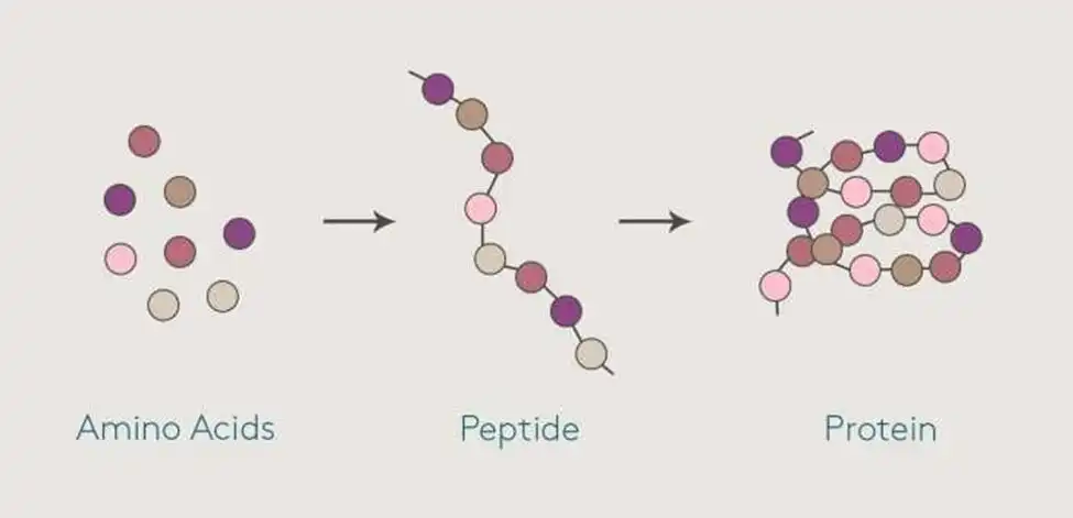 collagen-peptide
