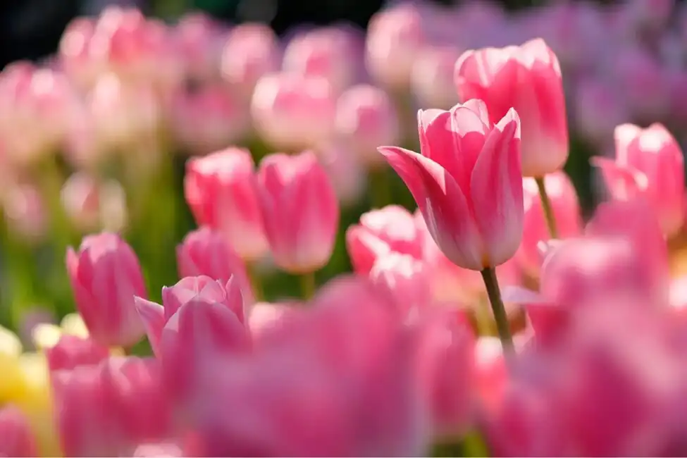 hoa-tulip